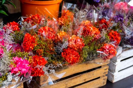 Imagen 005-006 Flores-14