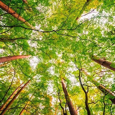 bosque.jpg
