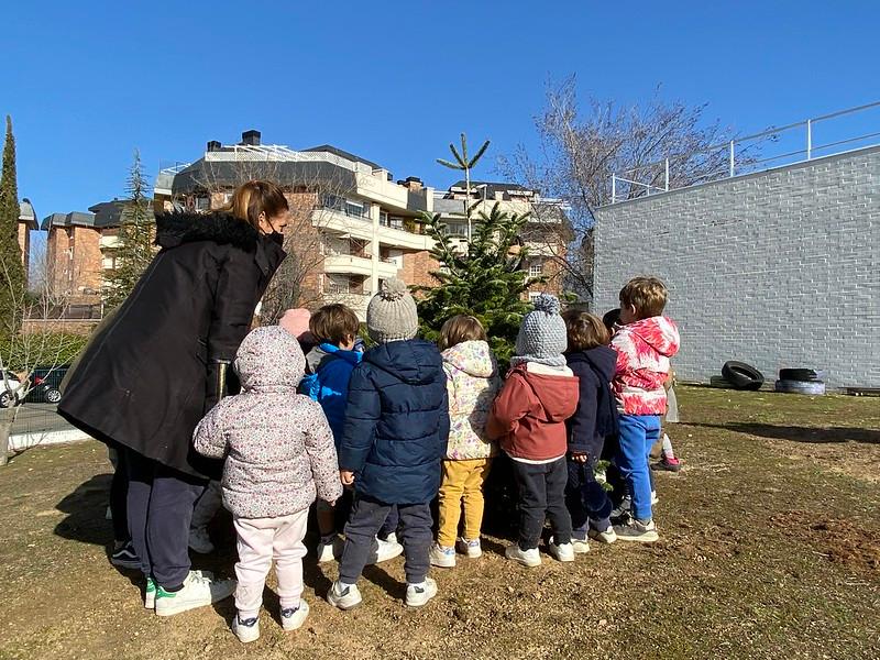 Imagen El Ayuntamiento reserva una segunda vida para los abetos del ‘Bosque de los Deseos’