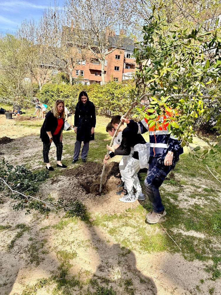 Imagen Escolares de Primaria plantan 50 nuevos árboles en los parques de La Sacedilla y Cuesta del Reventón de Majadahonda