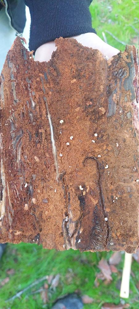 Imagen El Ayuntamiento actuará en el parque de la Cuesta del Reventón para controlar a los insectos perforadores del pino 